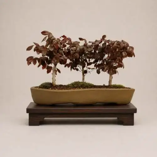 Loropetalum