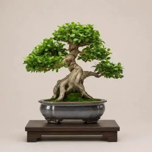 Mandarin Bonsai