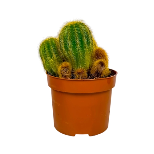 Mixed Golden-Spined Cactus Cluster 18cm