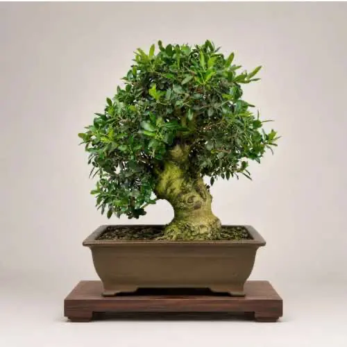 Olive Tree Bonsai