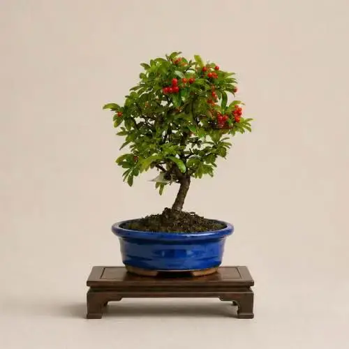 Pyracantha Bonsai