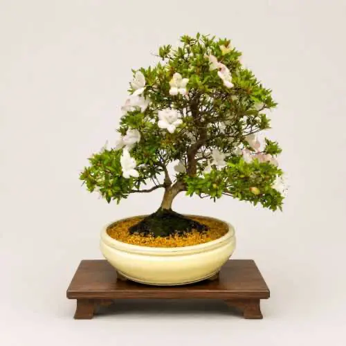 Satzuki Azalea Bonsai