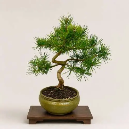 Scots Pine Bonsai