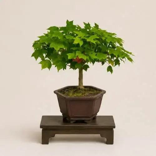 Trident Maple