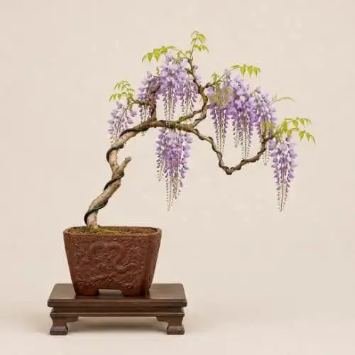 Wisteria Bonsai