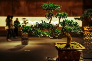 Bonsai with a twisted trunk on a side table, showroom and visitors blurred in the background