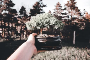 Short-needled pine bonsai held aloft by a single hand, before a brown and grey autumnal scene