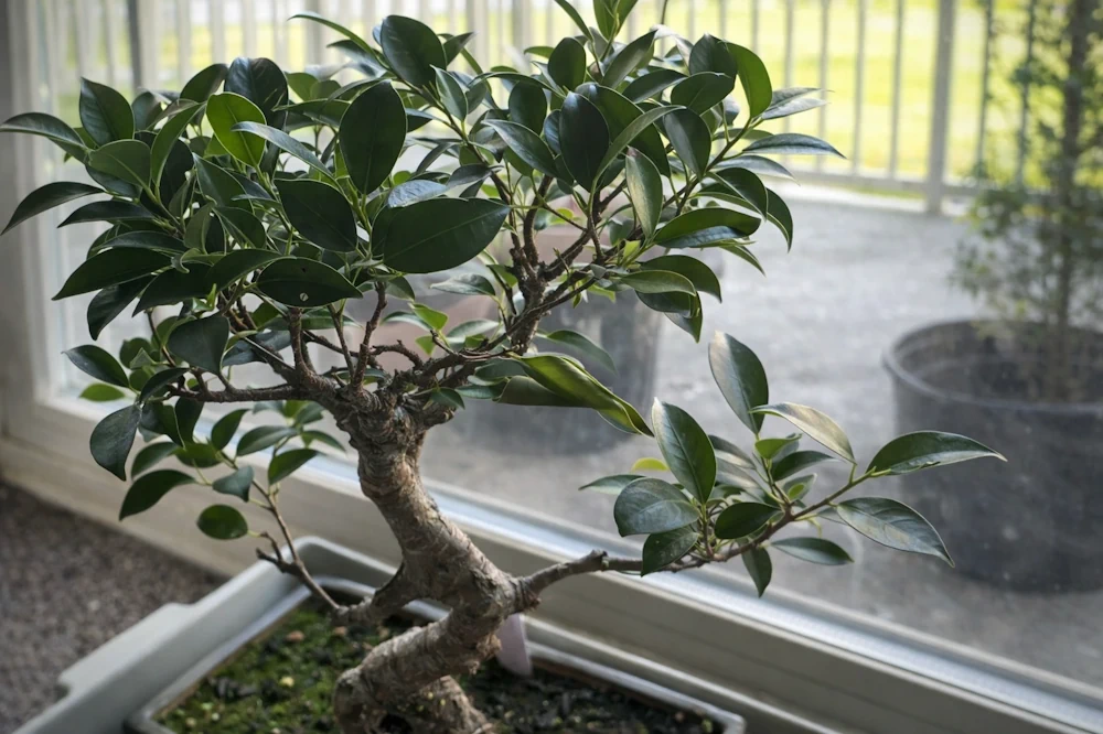 Indoor bonsai with dark shiny leaves in front of patio window with other houseplants beyond