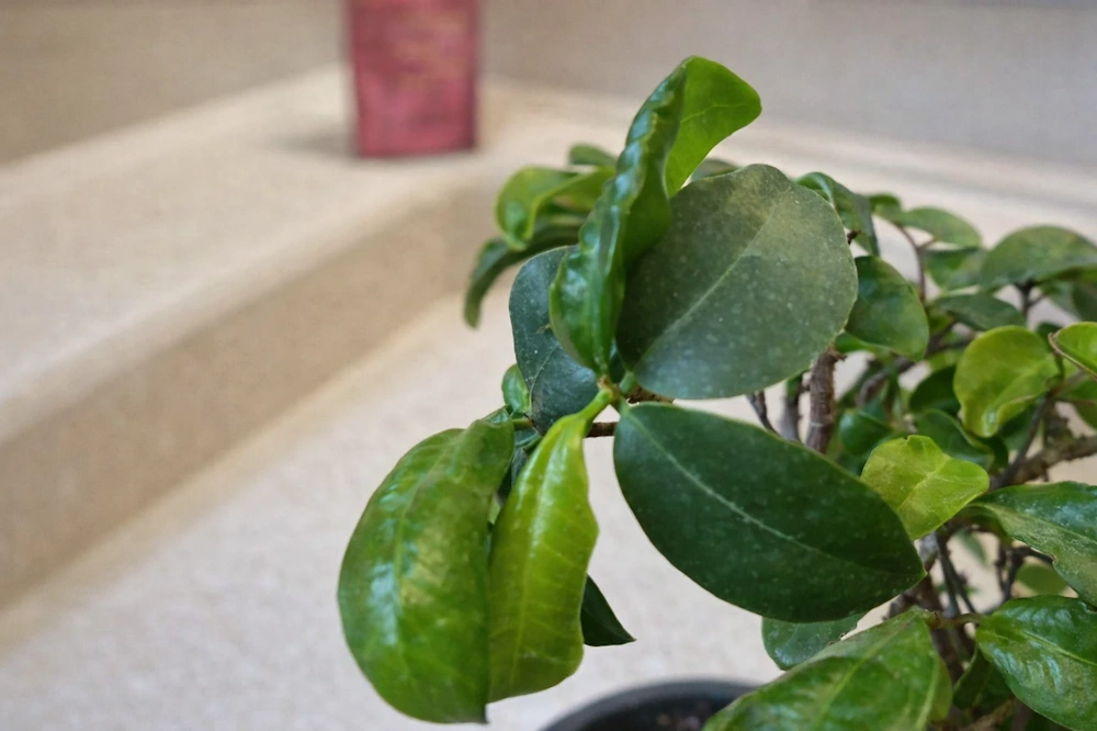 Close-up of ficus foliage, with curled leaves among healthy ones