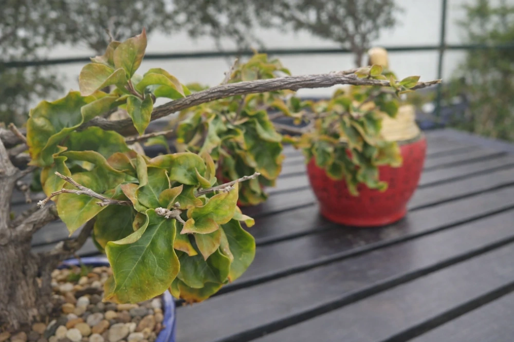 Bonsai branch covered in curled, slightly yellowing leaves, with other curled-leaf bonsai in the background