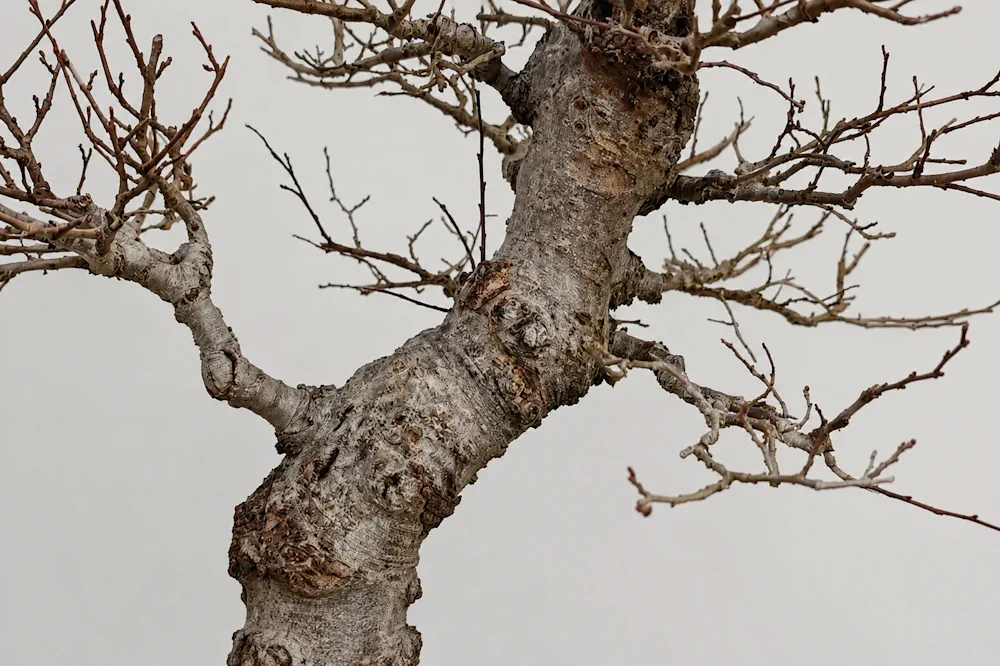 gnarled characterful bonsai trunk decorated in bare branches