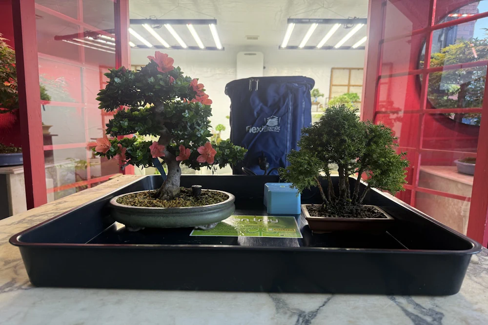 Easy 2 Go automated watering kit set up in a watering tray, with two bonsai and a flexitank visible