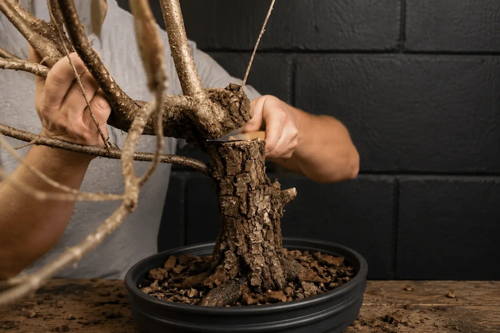 A bare bonsai with a rugged trunk, having its crown removed in heavy pruning