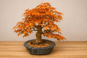 Japanese maple bonsai on indoor wood, with a wall behind and dark orange foliage filling the canopy