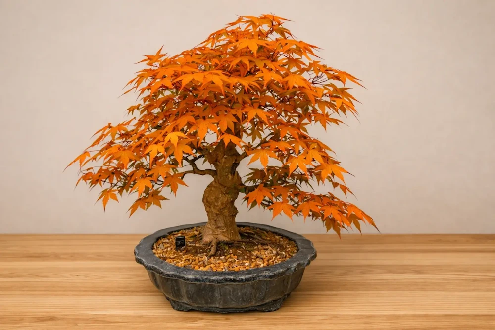 Japanese maple bonsai on indoor wood, with a wall behind and dark orange foliage filling the canopy