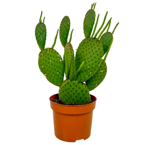Prickly Pear Cactus (Opuntia sp.) 34cm