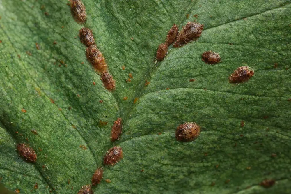 Extreme close-up of scale on a leaf surface