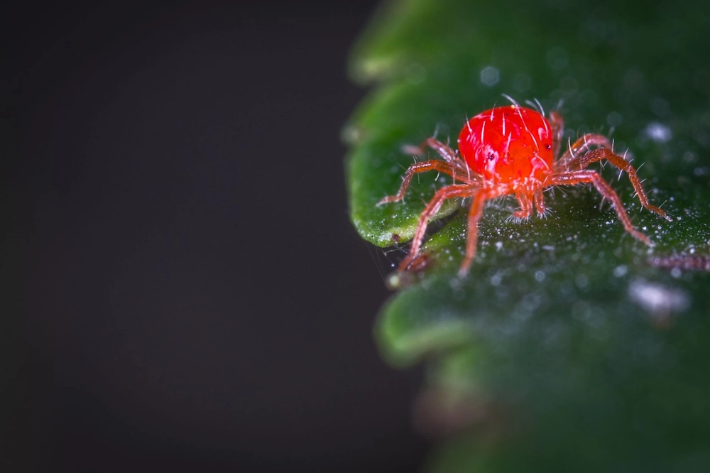 Nighttime close-up of a spider mite on a leaf, its red body and the leaf's green appearing vivid against a dark background