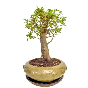 Chinese Elm 33cm Inc Tray