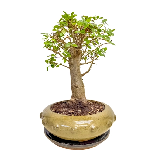 Chinese Elm 33cm Inc Tray