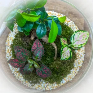 Aerial shot of tropical terrarium displaying colourful foliage and layers of pebbles underneath moss