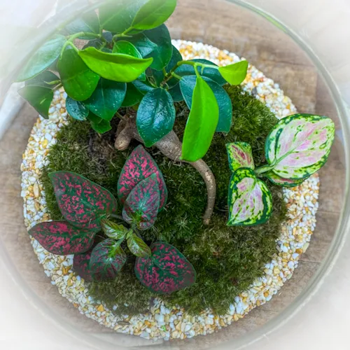 Terrarium M Tropical Forest Kit H: 26cm