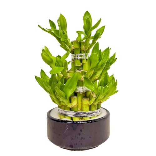 Lucky Bamboo 20cm