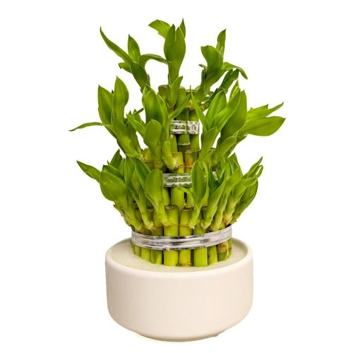 Lucky Bamboo 20cm