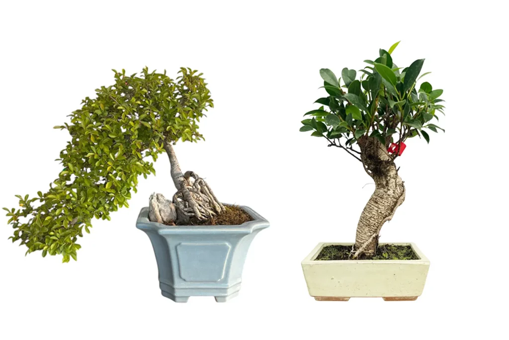 Side-by-side comparison of a semi-cascading Chinese elm bonsai on the left and a broom-style ficus bonsai on the right