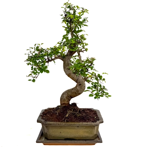 Chinese Elm 40cm Inc Tray
