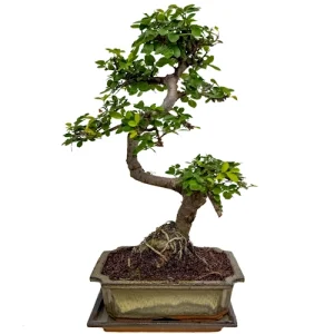 Chinese Elm 40cm Inc Tray