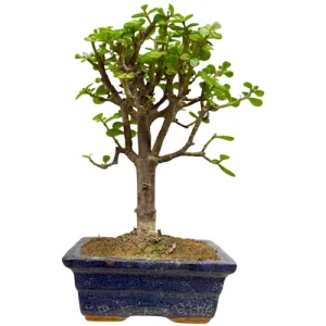 Beautiful Dwarf Jade 31cm