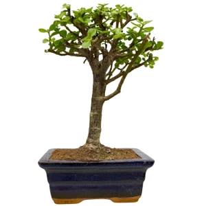 Dwarf Jade 29cm