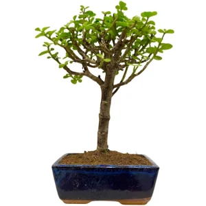 Special Dwarf Jade 29cm