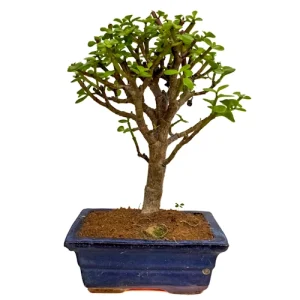 Dwarf Jade 29cm
