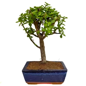 Dwarf Jade 30cm