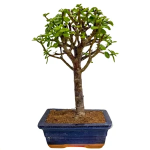 Dwarf Jade 32cm