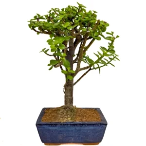 Dwarf Jade 31cm