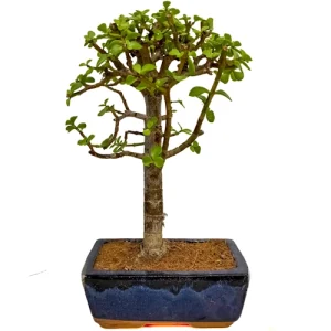 Dwarf Jade 30cm