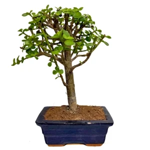 Dwarf Jade 29cm