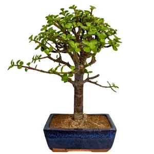 Dwarf Jade 30cm
