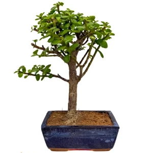 Dwarf Jade 30cm