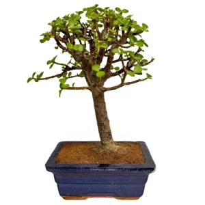 Dwarf Jade 29cm