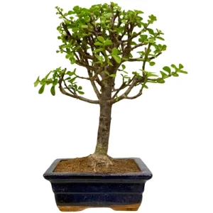 Dwarf Jade 31cm