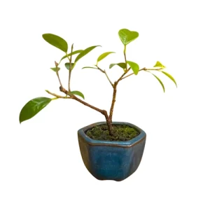 Mini Ficus 15cm