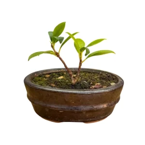 Mini Ficus 12cm