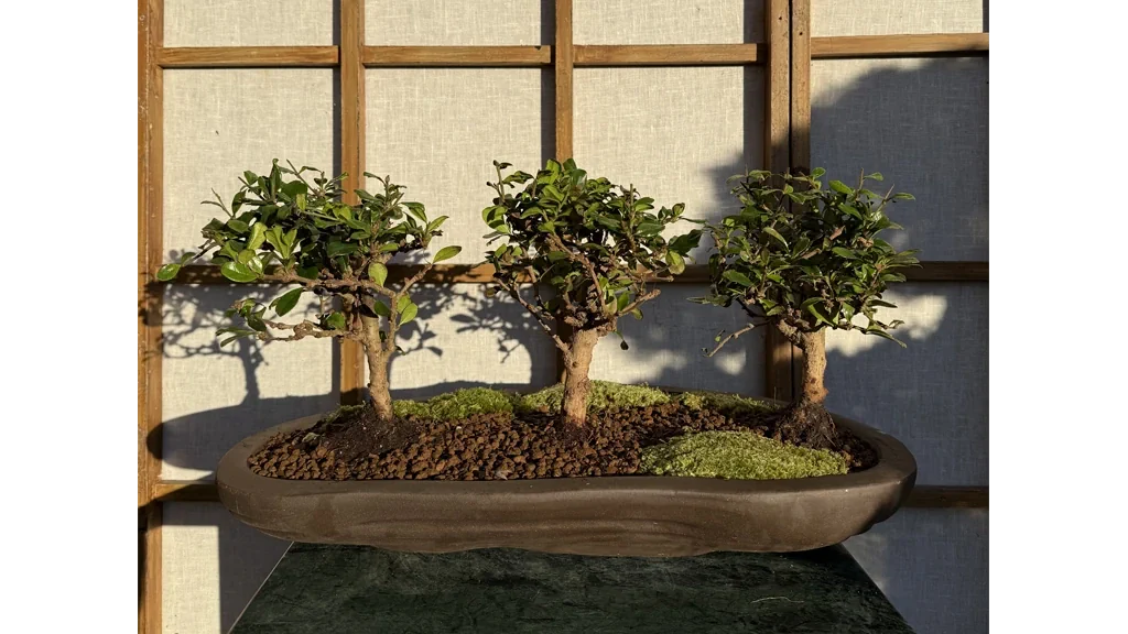 Three Fukien tea tree bonsai planted in forest style on an outdoor display stand in the shade
