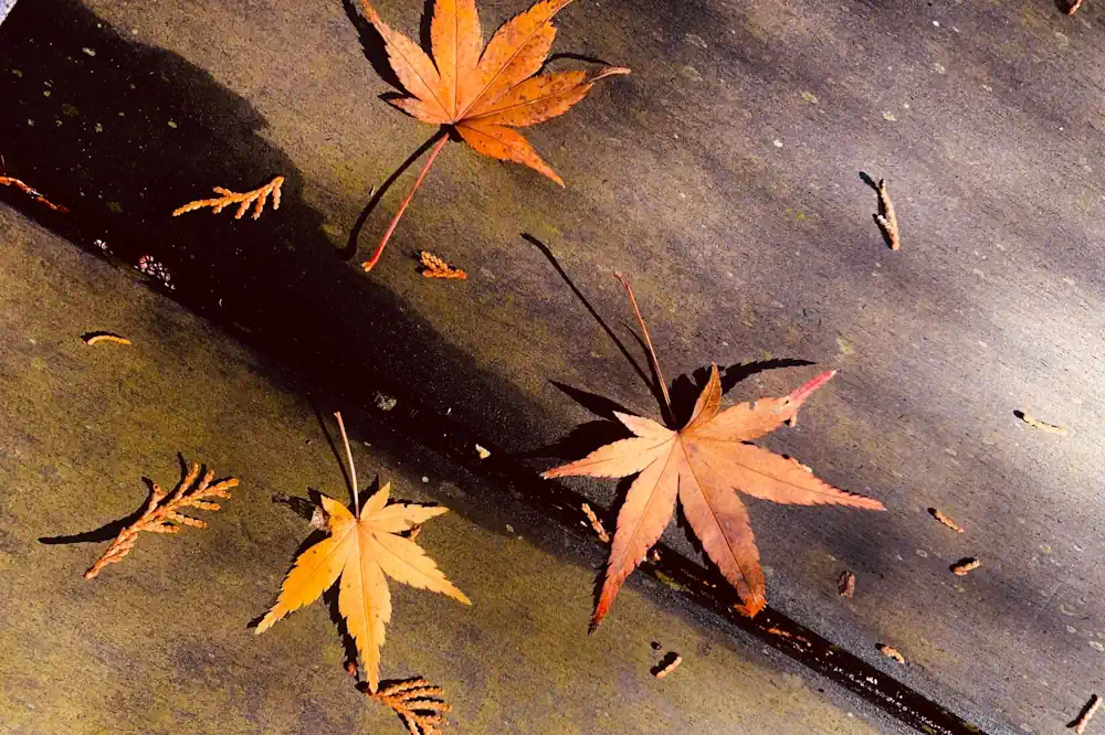 three maples leaves of orange and yellow hues on wooden outdoor surface