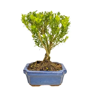 Chinese Box Tree 25cm