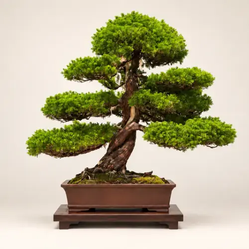 Juniper Bonsai